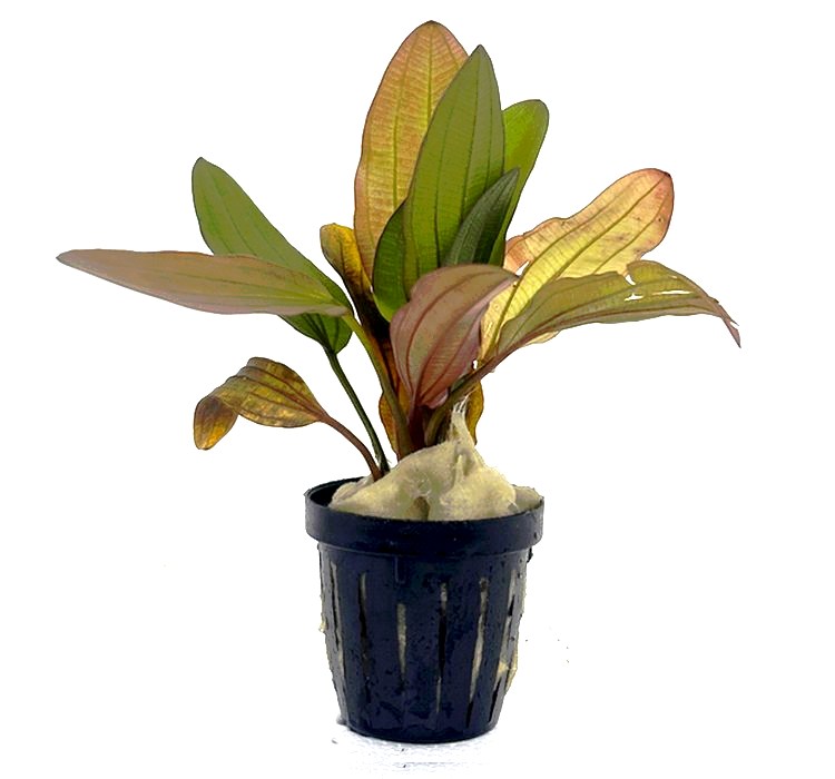 Echinodorus Hybrid ~ 5cm pot